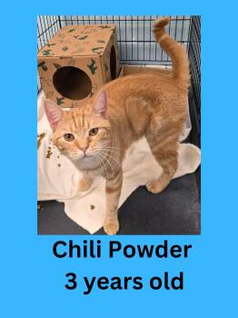 Chili Powder -  Domestic Short Hair Cat for Adoption in Ravenna, Ohio - Chili Powder | PetCurious