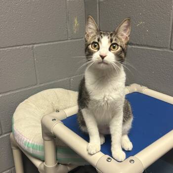 Fiona -  American Shorthair Cat for Adoption in Gainesville, Texas - Fiona | PetCurious