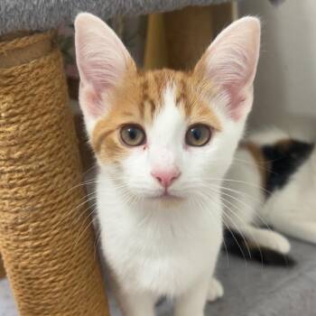 Gouda -  Domestic Short Hair Cat for Adoption in Indianapolis, Indiana - Gouda | PetCurious