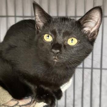 Rachel $75 -  Domestic Short Hair Cat for Adoption in Seneca, South Carolina - Rachel $75 | PetCurious