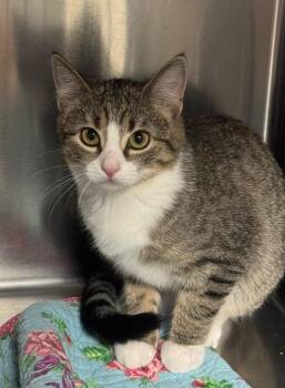 Rosalee -  Domestic Short Hair Cat for Adoption in Boone, Iowa - Rosalee | PetCurious