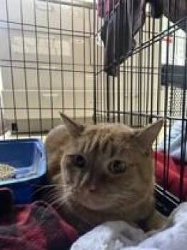 Sassy -  Domestic Short Hair Cat for Adoption in Manitowoc, Wisconsin - Sassy | PetCurious