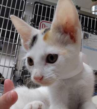 Peaches -  Domestic Short Hair Cat for Adoption in Conway, Arkansas - Peaches | PetCurious