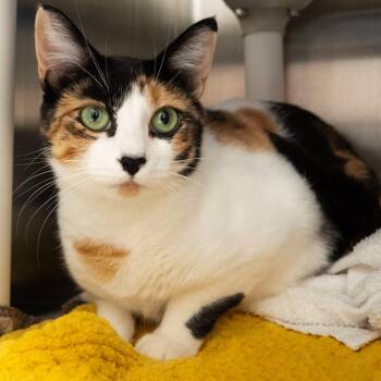 September Valentine -  Domestic Short Hair Cat for Adoption in Seattle, Washington - September Valentine | PetCurious