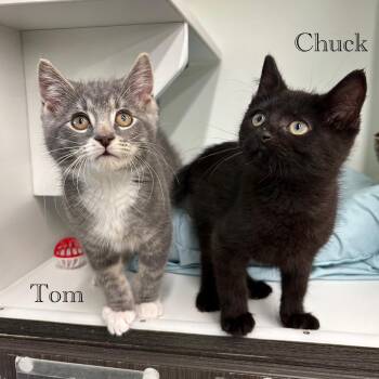 Tom -  Domestic Short Hair Cat for Adoption in Hazlet, New Jersey - Tom | PetCurious