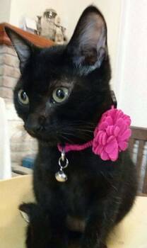 Domestic Short Hair Cats Available for Adoption in Shrewsbury, Massachusetts - Clara | PetCurious