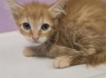 61142745 -  Domestic Short Hair Cat for Adoption in El Paso, Texas - 61142745 | PetCurious