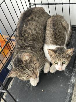 Rescue Domestic Short Hair Cats for Adoption in Philadelphia, Pennsylvania - Bartholomew & Clementine Farson | PetCurious