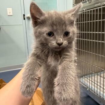 Wiggles -  Domestic Short Hair Cat for Adoption in Greensboro, North Carolina - Wiggles | PetCurious