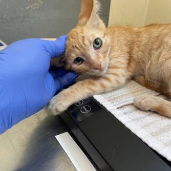 Cheddar Cheese Bagel -  Domestic Short Hair Cat for Adoption in Pasadena, California - Cheddar Cheese Bagel | PetCurious