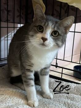 Rescue Domestic Short Hair Cats for Adoption in Rutherfordton, North Carolina - Zoe | PetCurious