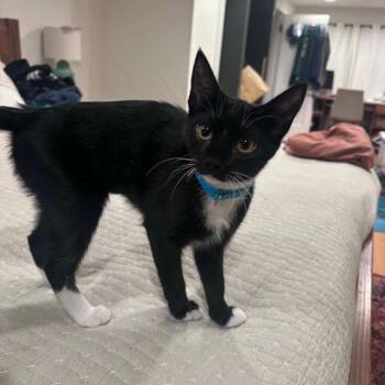 Luna -  Domestic Short Hair Cat for Adoption in Gladstone, Oregon - Luna | PetCurious