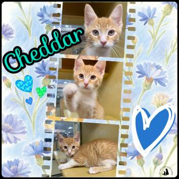 Cheddar -  Domestic Short Hair Cat for Adoption in San Jose, California - Cheddar | PetCurious