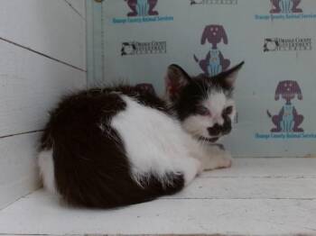 CHADWICK -  Domestic Long Hair Cat for Adoption in Orlando, Florida - CHADWICK | PetCurious