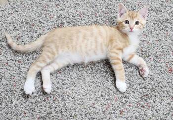 Tangelo -  Domestic Short Hair Cat Available for Adoption in Homer Glen, Illinois - Tangelo | PetCurious