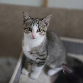 Cricket -  Domestic Short Hair Cat for Adoption in Mansfield, Texas - Cricket | PetCurious