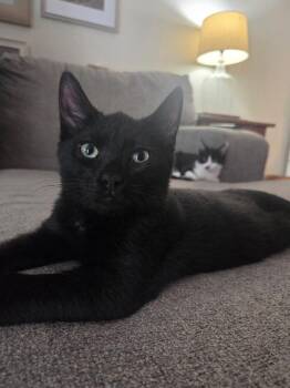 Ben -  Domestic Short Hair Cat for Adoption in West Mifflin, Pennsylvania - Ben | PetCurious