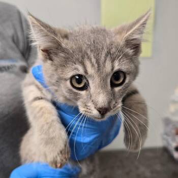 Crumble -  Domestic Medium Hair Cat for Adoption in Concord, North Carolina - Crumble | PetCurious