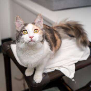 Domestic Medium Hair Cats Available for Adoption - Hummus | PetCurious