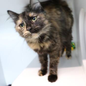 Galago -  Domestic Medium Hair Cat for Adoption in Dearborn, Michigan - Galago | PetCurious