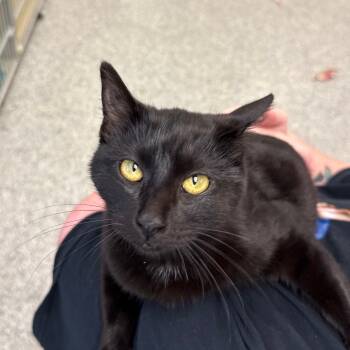 Rescue Domestic Medium Hair Cats for Adoption in West Olive, Michigan - Lewis | PetCurious