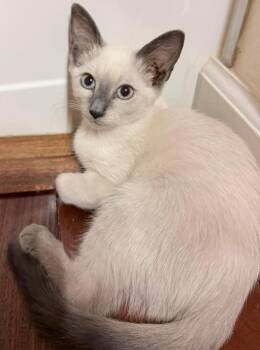 Latte -  Siamese Cat for Adoption in Fort Lauderdale, Florida - Latte | PetCurious