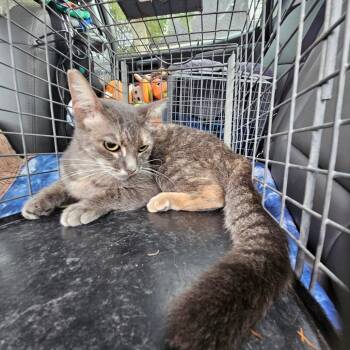 Maddie -  Domestic Short Hair Cat for Adoption in Lake Jackson, Texas - Maddie | PetCurious