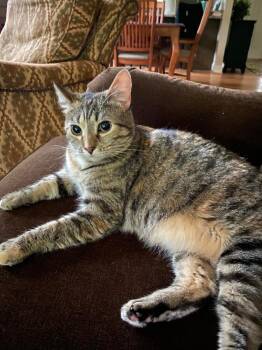 Rescue Domestic Short Hair Cats for Adoption in Greenville, South Carolina - Flossie - LM | PetCurious