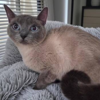 Siamese and Domestic Short Hair Cats Available for Adoption in Brea, California - Shrimp | PetCurious