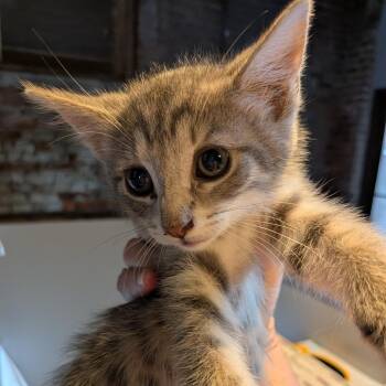 Gingham -  Domestic Short Hair Cat for Adoption in Fairfax Station, Virginia - Gingham | PetCurious