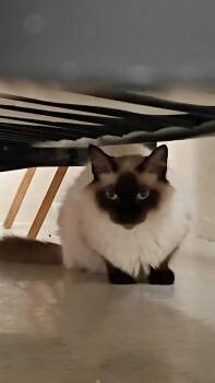 Aba -  Domestic Short Hair Cat for Adoption in Naranjito, Naranjito - Aba | PetCurious