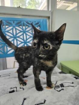 Olivia -  Domestic Short Hair Cat for Adoption in Savannah, Georgia - Olivia | PetCurious