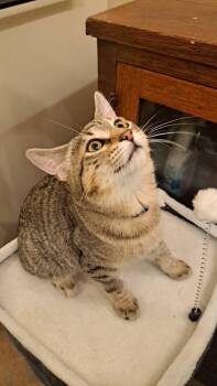 Finch -  Domestic Short Hair Cat for Adoption in St. Peters, Missouri - Finch | PetCurious