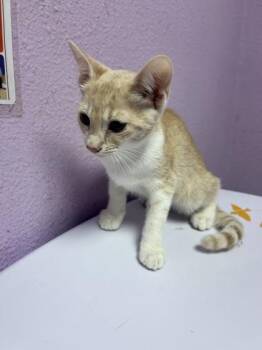 Willow -  Domestic Medium Hair Cat for Adoption in El Paso, Texas - Willow | PetCurious
