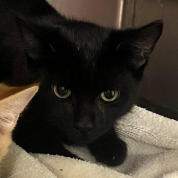 Jack Skellington -  Domestic Short Hair Cat for Adoption in Owosso, Michigan - Jack Skellington | PetCurious
