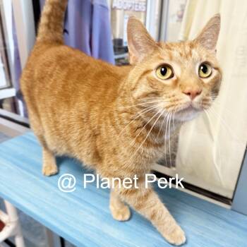 Hoodie -  Domestic Short Hair and Mixed Breed Cat for Adoption in Oshkosh, Wisconsin - Hoodie | PetCurious
