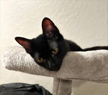 Rocky -  Domestic Short Hair Cat for Adoption in Phoenix, Arizona - Rocky | PetCurious
