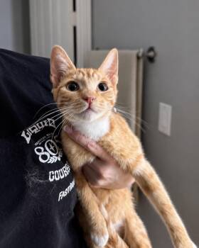 Miss Boots -  Domestic Short Hair Cat for Adoption in Coachella, California - Miss Boots | PetCurious