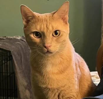 Domestic Short Hair Cats Available for Adoption - Rum Raisin | PetCurious