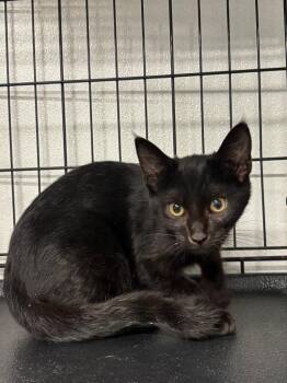 Tara -  Domestic Short Hair Cat for Adoption in Metter, Georgia - Tara | PetCurious