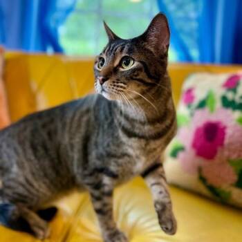 Tiger Gonzalez -  Tabby and Domestic Short Hair Cat for Adoption in Friendswood, Texas - Tiger Gonzalez | PetCurious