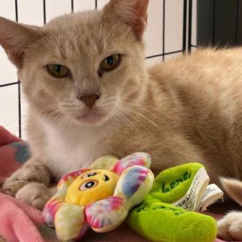 OnCloud -  Domestic Short Hair Cat for Adoption in Brownsboro, Alabama - OnCloud | PetCurious