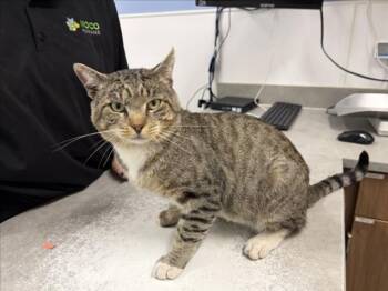 JAI -  Domestic Short Hair Cat for Adoption in Loveland, Colorado - JAI | PetCurious