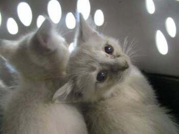 A383663 -  Domestic Short Hair Cat for Adoption in Ocala, Florida - A383663 | PetCurious