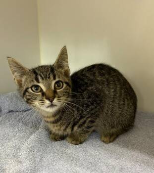 Jimmy -  Domestic Short Hair Cat for Adoption in Rochester, Indiana - Jimmy | PetCurious
