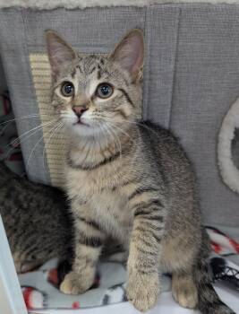 XYZ -  Domestic Short Hair Cat for Adoption in Oconto, Wisconsin - XYZ | PetCurious
