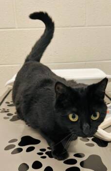 MIA -  Domestic Short Hair Cat for Adoption in Derwood, Maryland - MIA | PetCurious