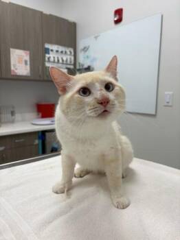 Timothy -  Domestic Short Hair Cat for Adoption in Kansas City, Missouri - Timothy | PetCurious