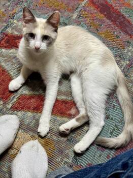Siamese and Ragdoll Cats Available for Adoption in Falmouth, Maine - Magnolia | PetCurious