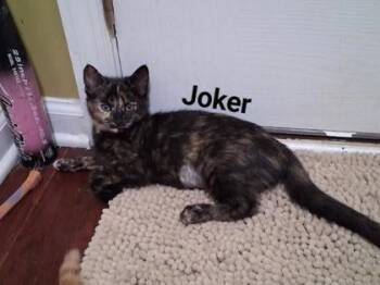04339B Joker -  Domestic Short Hair Cat for Adoption in North Charleston, South Carolina - 04339B Joker | PetCurious